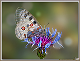 Apollon